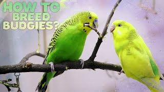 Budgie Breeding  Everything You need to know [upl. by Inoy]