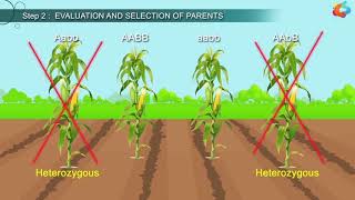 An Introduction To Plant Breeding [upl. by Chelsey]