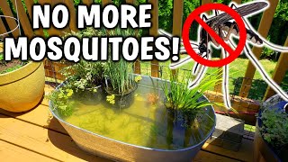 3 EASY Ways To PREVENT Mosquitoes In Your Pond [upl. by Sacks668]