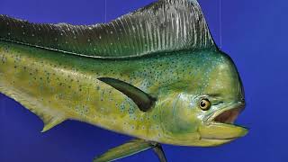 Facts The Dolphinfish MahiMahi [upl. by Rebmak]