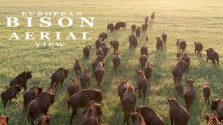 EUROPEAN BISON wild animals [upl. by Llenyaj]