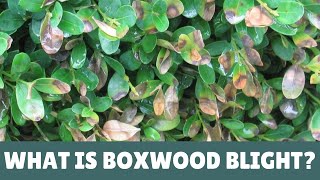 What Is Boxwood Blight 🌿 [upl. by Akaenahs]