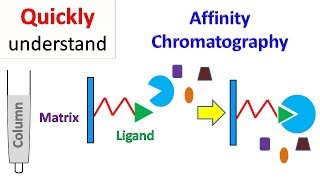 Affinity chromatography [upl. by Nitnert]