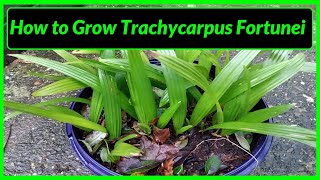 How to Grow Trachycarpus Fortunei Palm Trees in UK [upl. by Romain234]