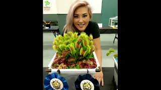 Venus Flytrap Dionaea muscipula Care amp Tips [upl. by Ibur]