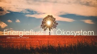 Ökologie Energiefluss und Energieflusspyramide im Ökosystem [upl. by Bethanne]