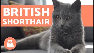 British Shorthair Cat  CHARACTERISTICS and CARE [upl. by Attenaj]