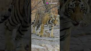 Ranthambore National Park Quick Guide [upl. by Atteuqcaj]