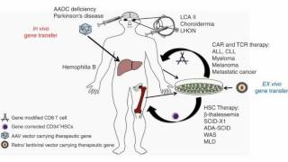 Gene therapy lecture 4  applications and future prospects [upl. by Lesnah]