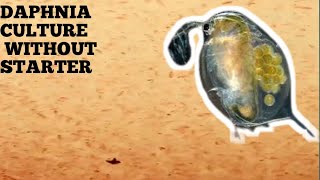 HOW TO CULTURE DAPHNIA NATURALLY WITHOUT A STARTER [upl. by Vernita800]