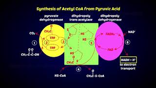 Oxidative Decarboxylation of Pyruvic acid [upl. by Atiner]