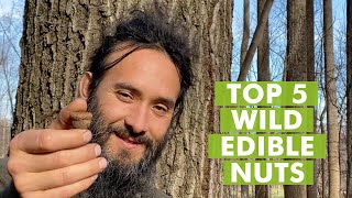 Top 5 Wild Edible Nuts to Forage [upl. by Hightower]