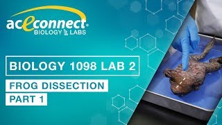 Biology Lab  Frog Dissection  Part 1 [upl. by Haik]