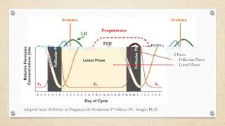 Estrous Cycle of Cattle [upl. by Jemine]