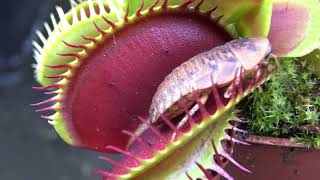 Best Venus Flytrap Trapping Compilation 2018 [upl. by Merrie]