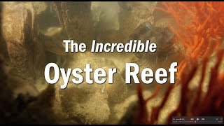 The Incredible Oyster Reef [upl. by Musa]