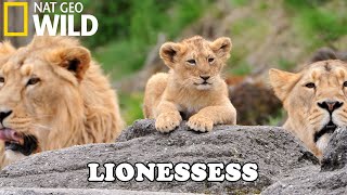 Lion Documentary  New Generation Will They Survive  Wild Life 2020 Full HD 1080p [upl. by Tesil]