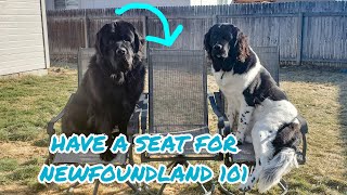 Newfie 101 Is a Newfoundland Dog Right For You [upl. by Derwood]