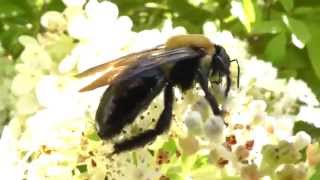 Eastern carpenter bee Xylocopa virginica pollinating flowers [upl. by Nyrhtac]