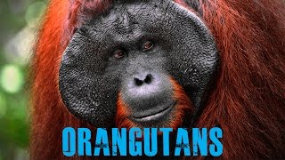 Amazing Facts about Orangutans [upl. by Lucien]