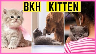 BKH Kitten Compilation  Britisch Kurzhaar  British Shorthair Kitten [upl. by Notsnhoj]