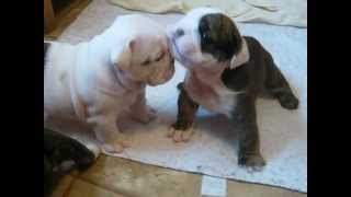 4 week old English bulldog pups trying to walk and play [upl. by Ardelle]