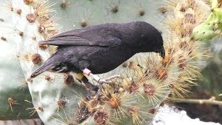 Darwin Finches Galapagos [upl. by Arbua]