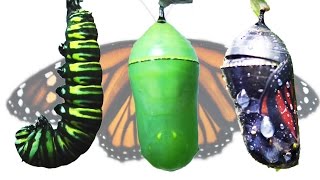 Monarch Butterfly Metamorphosis Timelapse FYV [upl. by Misak]