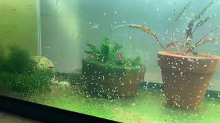 Daphnia Culturing Snails or no snails [upl. by Apurk]