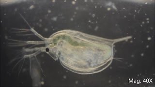 Daphnia magna under the Microscope [upl. by Roxanna]