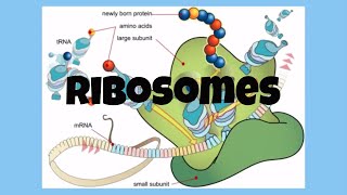 The CellRibosomes [upl. by Eiliak]