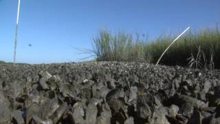 How to Harvest and Cook Oysters [upl. by Asim]