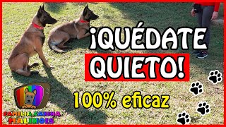 ENSEÑAR a un PERRO el QUIETO FÁCIL y EFECTIVO  Adiestramiento Canino en Obediencia [upl. by Blessington]