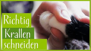 Anleitung zum entspannten Katzenkrallen schneiden [upl. by Nisen]