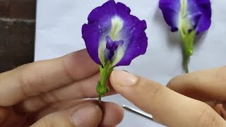 Dissection of Clitoria ternatea with SUBTITLE and explanation [upl. by Acilegna]