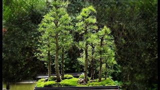 Golden Larch Pseudolarix Bonsai Tree Care [upl. by Sible]