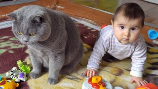 British Shorthair Cat vs Baby [upl. by Auohs]