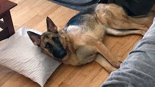 What Its Like Owning a German Shepherd [upl. by Chrisman]