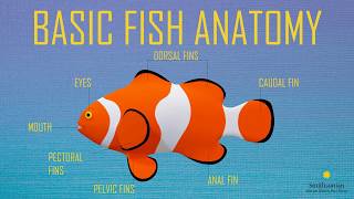 Fish Anatomy [upl. by Rashida]