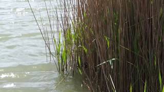 Rook Lake  Rookery Waters Overview [upl. by Treblihp]