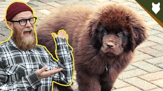 What To Do With A NEW NEWFOUNDLAND PUPPY [upl. by Olsewski]