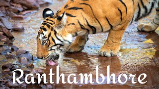 RANTHAMBHORE NATIONAL PARK  the best tiger safari in India [upl. by Nahsin]