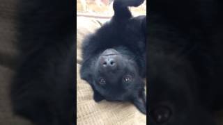 Lazy Schipperke dog [upl. by Nwahsud916]