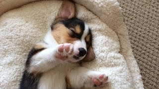 CUTE SLEEPING CORGI PUPPY COMPILATION  Grows Up [upl. by Hillier874]