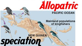 Allopatric speciation animation [upl. by Yeldahc]