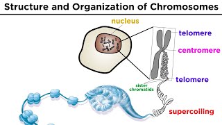 Chromosome Structure and Organization [upl. by Anived805]