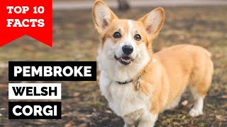 Pembroke Welsh Corgi  Top 10 Facts [upl. by Sualocin]