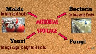 Food Spoilage Microorganisms [upl. by Ardisj]