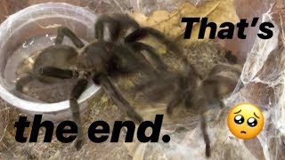 Tarantula pairing DIDN’T GO AS PLANNED  RIP dude [upl. by Omarr20]