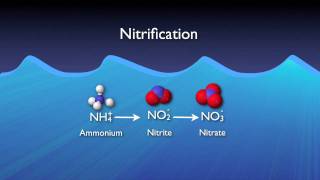 Nitrogen Removal Basics [upl. by Eybba]